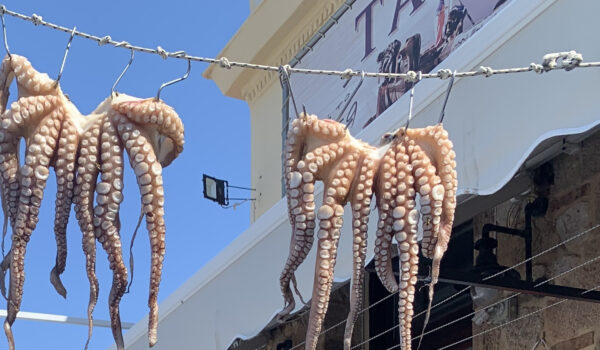 Octopus drying in a restaurant in Gythio (Greece). Photo credit (Cristina Pita).